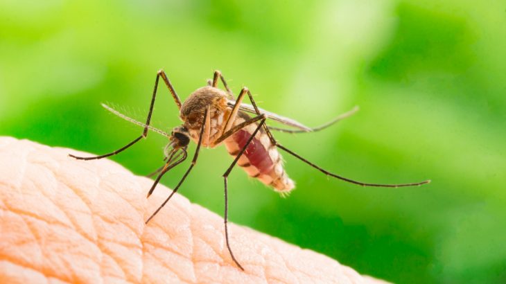 According to researchers Jessica Dittmer and Paolo Gabrieli from the Università degli Studi di Pavia, when mosquitoes are fed sugar, they are less attracted to humans.