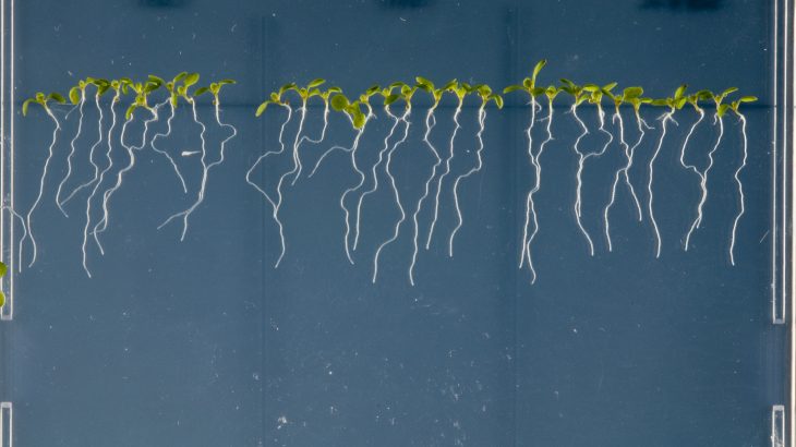 Researchers from the John Innes Centre and the Chinese Academy of Sciences investigated why plants produce medically-valuable chemicals in their roots.