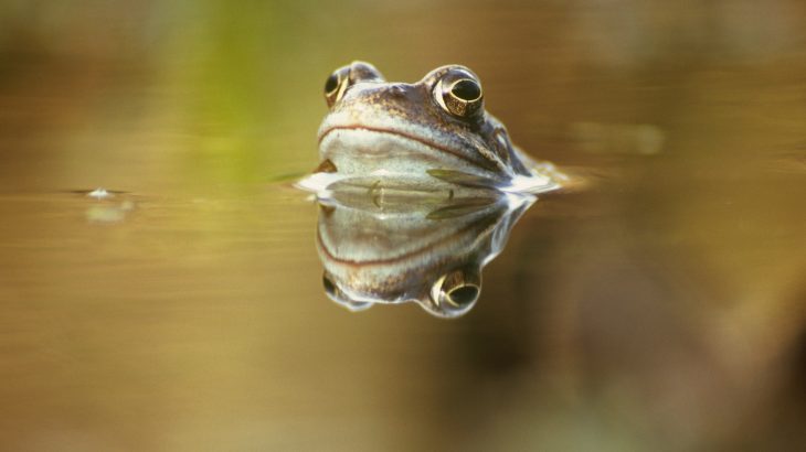 Climate change has created the perfect conditions for a severe disease to quickly spread and infect frogs in the UK.