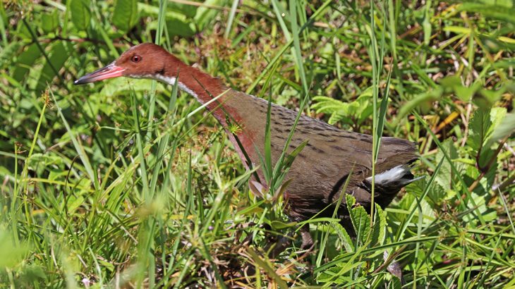 Researchers from the University of Portsmouth and Natural History Museum have discovered that a species of rail went extinct and then rose from the dead.