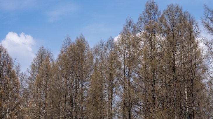 Larch trees in China's northeastern forest are growing fast as temperatures rise, but melting permafrost could destroy them.