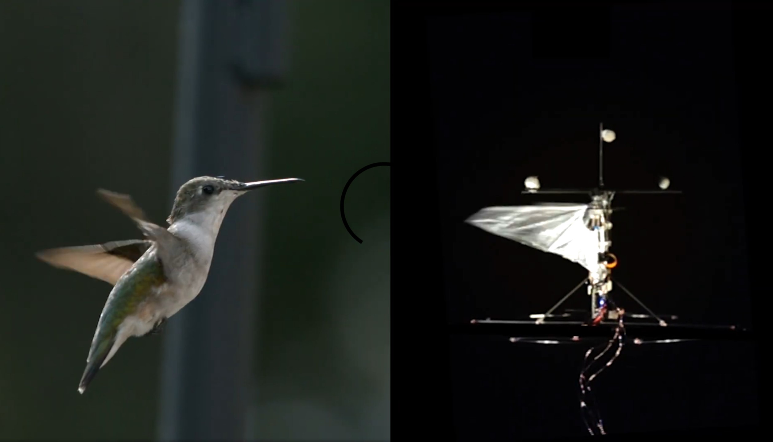 Hummingbird robot can teach itself new tricks
