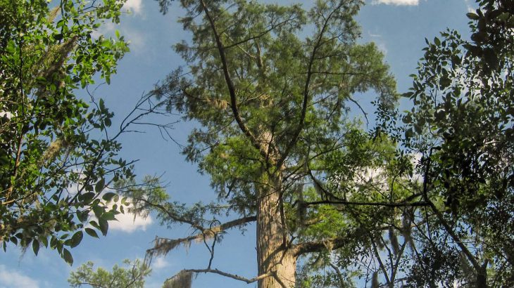 Several bald cypress trees in North Carolina are the oldest trees in eastern North America and the oldest known wetland tree species in the world, according to a new study.