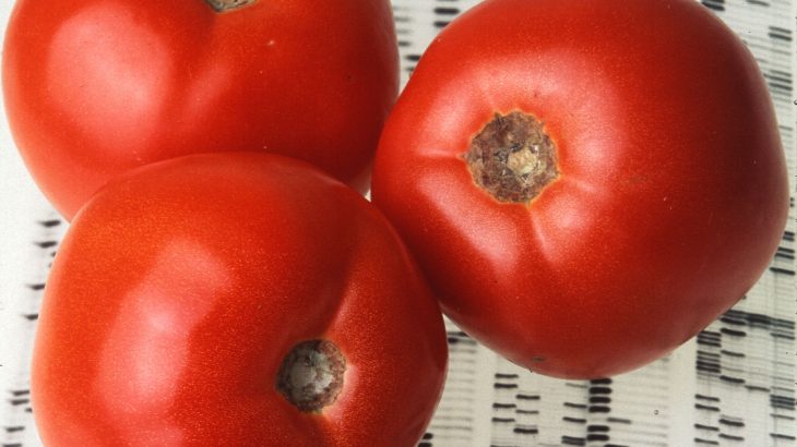 A new study from the Agricultural Research Service (ARS) may have pinpointed a way to give store-bought tomatoes more flavor.