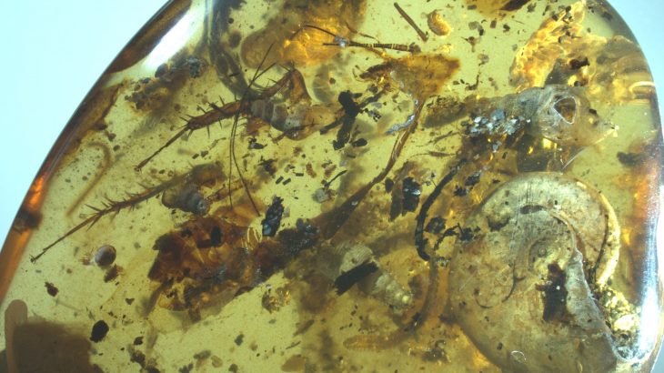Several marine species including an ammonite, sea snails, and sea slaters were found trapped in a piece of 99-million-year-old piece of amber found in northern Myanmar.