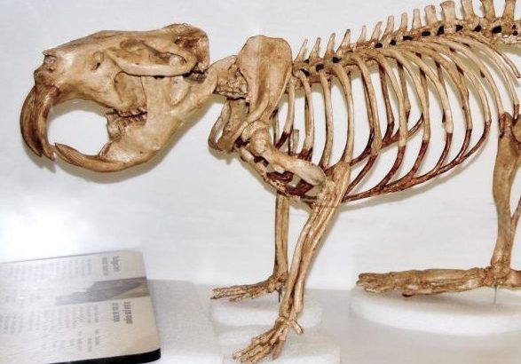 In a new study published in the journal Scientific Reports, researchers from Western University offer a potential answer to why the giant beaver went extinct.