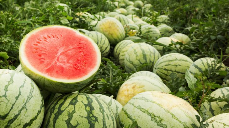 According to researchers, you can train your ears to pick up on the sound of a ripe watermelon by listening to traditional Nigerian music.