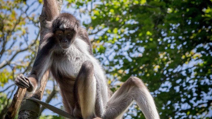 Researchers have determined that hunting is responsible for a 40% average decline of large mammals in the remaining small percentage of intact tropical forests.