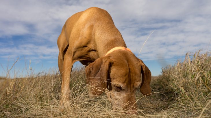 M-44 devices, often known as “cyanide bombs,” are a controversial tool used by government officials to control predation on livestock and endangered species.