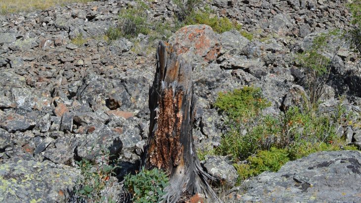 A new study has confirmed that even though increases in temperatures accelerate tree growth, trees that grow quickly will also die young.