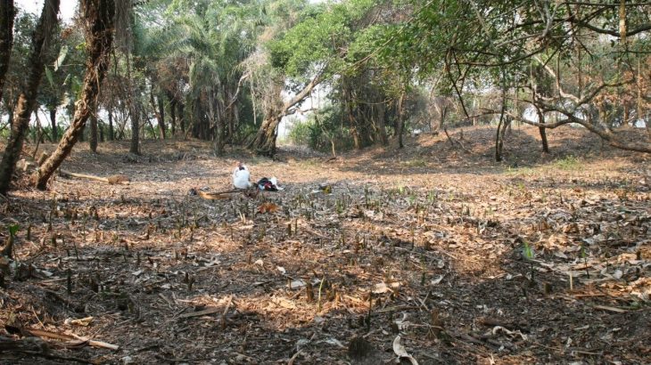 The research shows how exactly humans modified their environment to support themselves through the months-long Amazon Basin droughts.