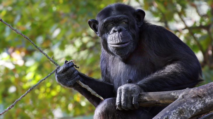 Nine of the ten chimps learned to excavate for the fruit and eight of the ten chimps preferred using tools rather than digging up the fruit with their hands.
