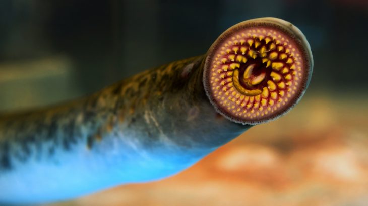 Sea lampreys are a parasitic fish that could help scientists develop new treatments targeting brain tumors, brain trauma, and even dementia.