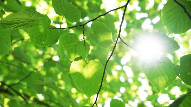 The question is, how long can this positive relationship between hard-working photosynthesizing plants and atmospheric carbon levels continue?