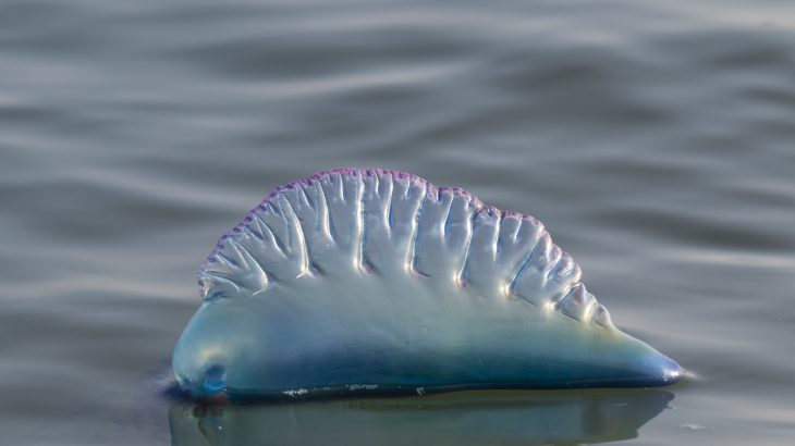 While the plastic pollution crisis clearly must be addressed, plans to remove plastics from the ocean may cause more environmental destruction.