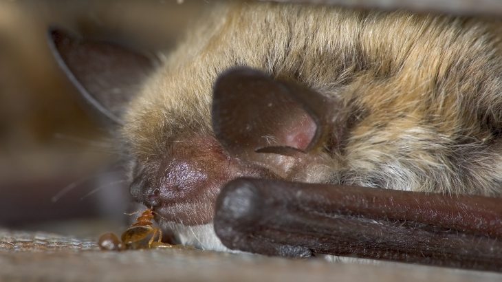 Scientists from the University of Sheffield have determined that bedbugs have been parasitic companions to other species besides humans for over 100 million years.