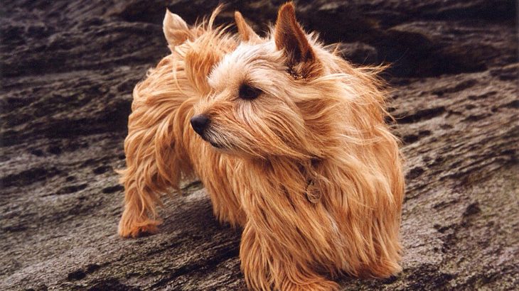 Researchers have discovered that flat faces alone do not lead to breathing problems but that a genetic mutation in other dogs can also lead to swelling in the airways.
