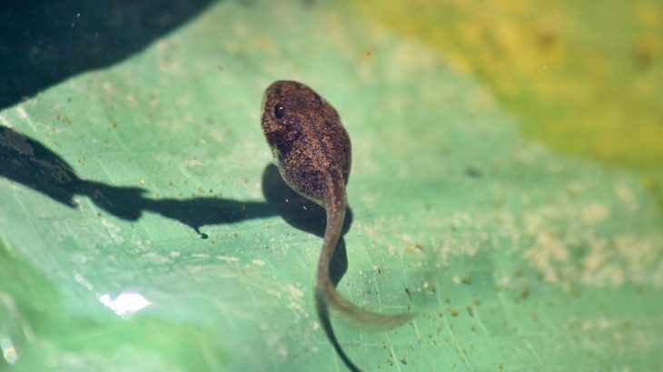 Researchers are one step closer to solving the regeneration puzzle after the discovery of a new type of skin cell specifically responsible for tail regrowth in tadpoles.