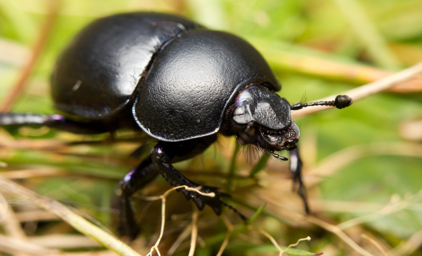 Dung beetles may sound gross, but here's why they're important to ecosystems