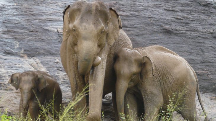 New research suggests that we must re-evaluate our definition of what constitutes an endangered group if we want to protect large animals from irreversible decline.