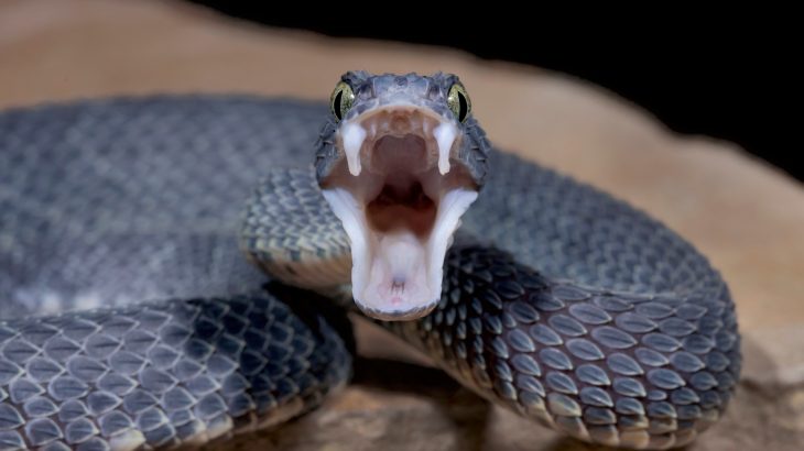 Around 5.4 million people are bitten by snakes each year worldwide, resulting in 81,000 to 138,000 deaths and three times as many amputations.
