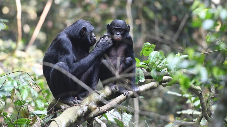 Bonobo mothers may be some of the most meddling moms in the animal kingdom, according to a new study.