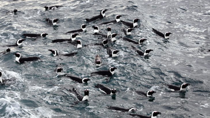A new study revealed that local abundance of anchovy and sardine populations were directly linked to African penguin foraging behavior and the condition of chick offspring.