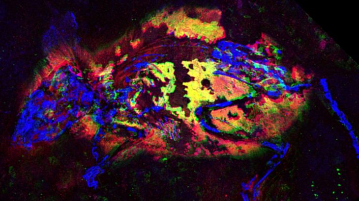 An international team of researchers led by the University of Manchester has conducted a groundbreaking study which reveals fossilized color pigments in a long extinct mouse species.