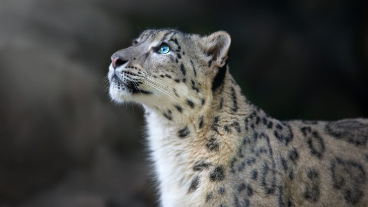 Whether in captivity or in the wild, war has the power to devastatingly impact the welfare and conservation of wildlife.