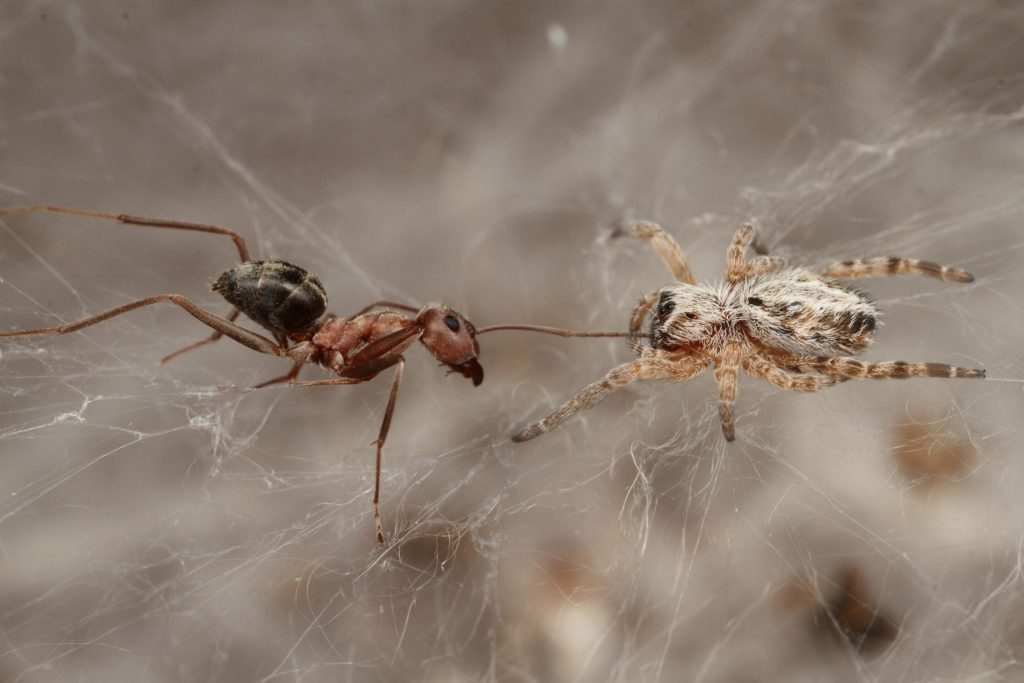 When spiders unite African social spiders live in large groups of up