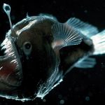 anglerfish