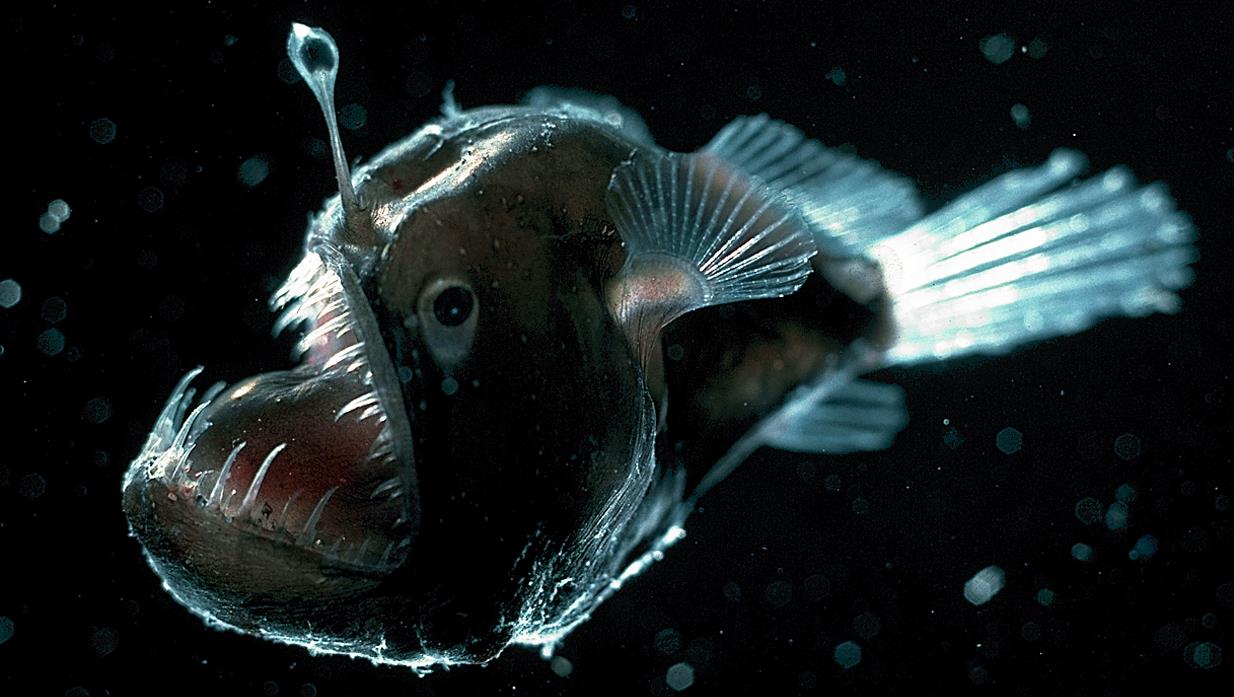 Deep Sea Angler Fish Facts Deep Sea Anglerfish Facts RRUUZS