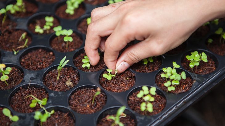 urban farming