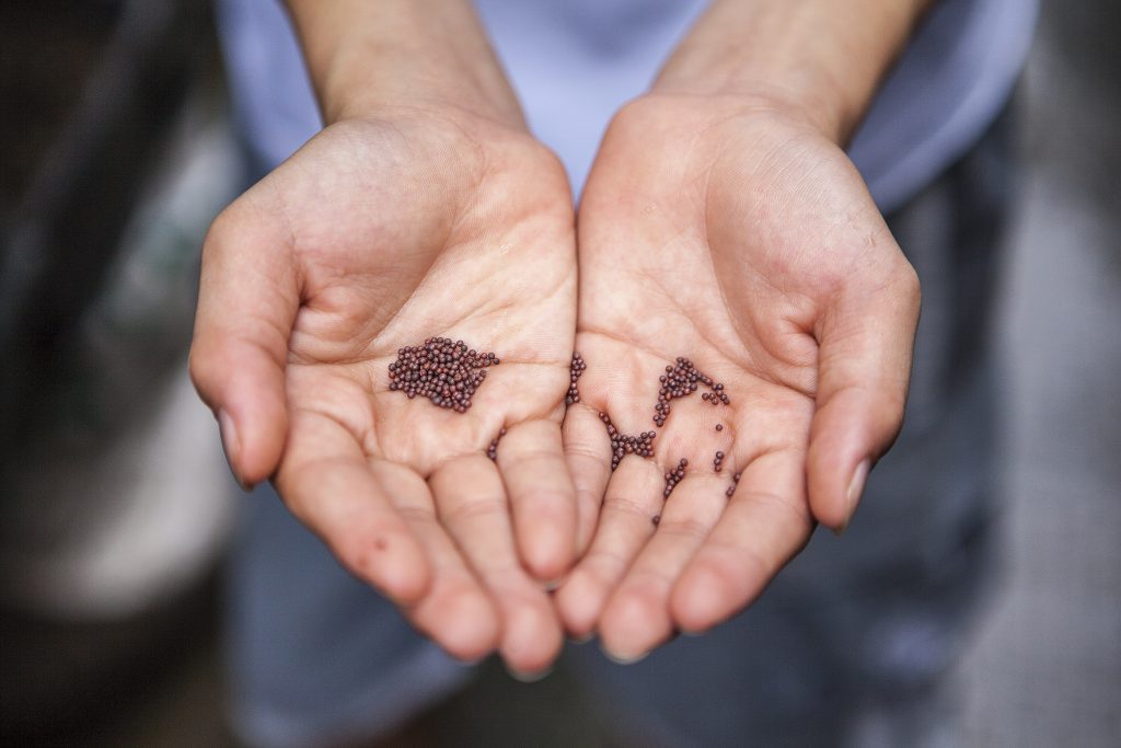 bean seeds