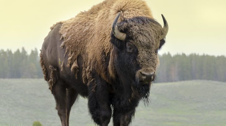 When it comes to species control, we often ‘play favorites’ allowing destructive species we care about to go unchecked while waging endless war on species we don’t care about.