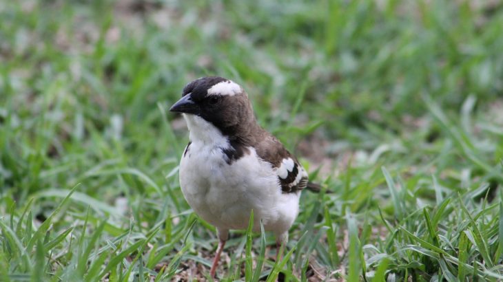 In the next century, smaller animals who eat insects with short lifespans and high rates of reproduction will dominate.