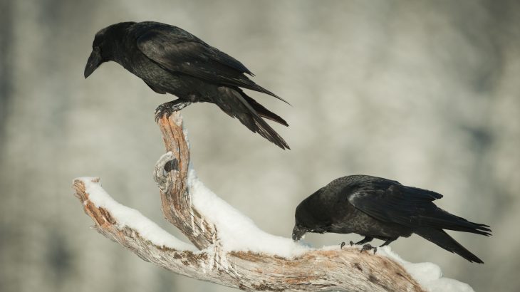 A new study from the University of Vienna has found that a grumpy raven can pass along its bad mood to other ravens.