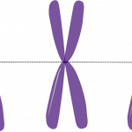 what is a chromosome