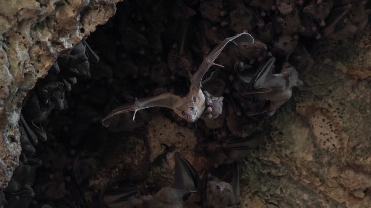 A new study from Tel-Aviv University has revealed that female Egyptian fruit bats living in captivity will trade sex for food.