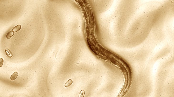 The study of genomics has been advancing as a result of genome references from model organisms such as fruit flies, yeast, and worms.