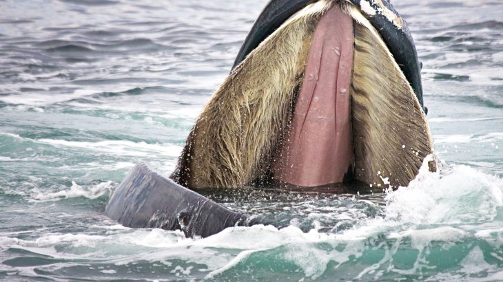 New research led by Hampden-Sydney College has revealed that microplastic pollution has become a bigger threat to baleen whales than oil spills or drilling.