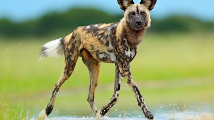 Compassionate conservation is a new brand of conservation that aims to bridge the gap between animal welfare and conservation and consider animals as individuals.