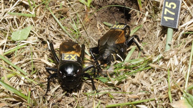 New research has shown that the golden days of old male crickets may actually be when the insects are the most attractive to potential mates.