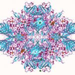 Visualiztion of a lactase protein