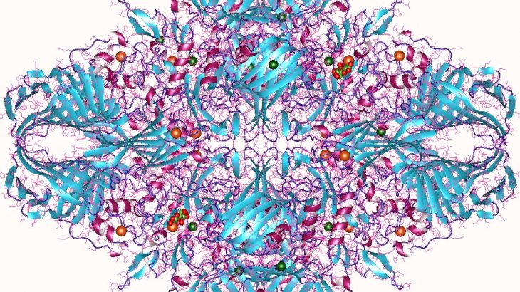 Visualiztion of a lactase protein