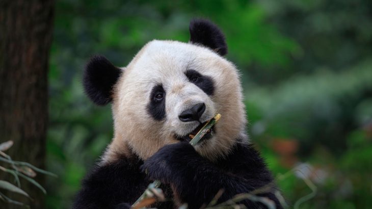 Facial recognition software is now being used to help conservationists identify and monitor wild pandas in China.