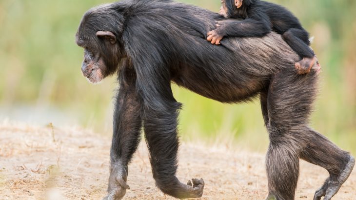 Chimpanzees are attracted to human settlements where fruit farms yield tasty treats for those brave enough to get close to them.