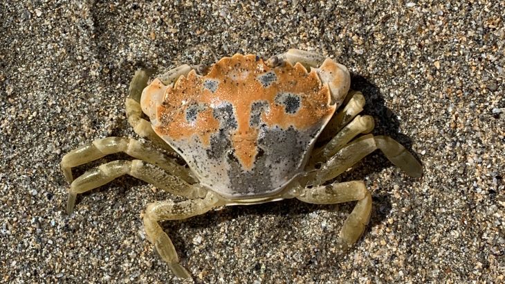 Scientists at the University of Exeter have discovered that crabs of the same species do not always use the same camouflage techniques.