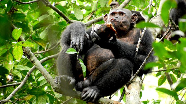 A new study has revealed that wild chimpanzees crack tortoise shells open on tree trunks to access the meat inside.