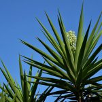 yucca flowers